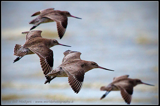 Godwits